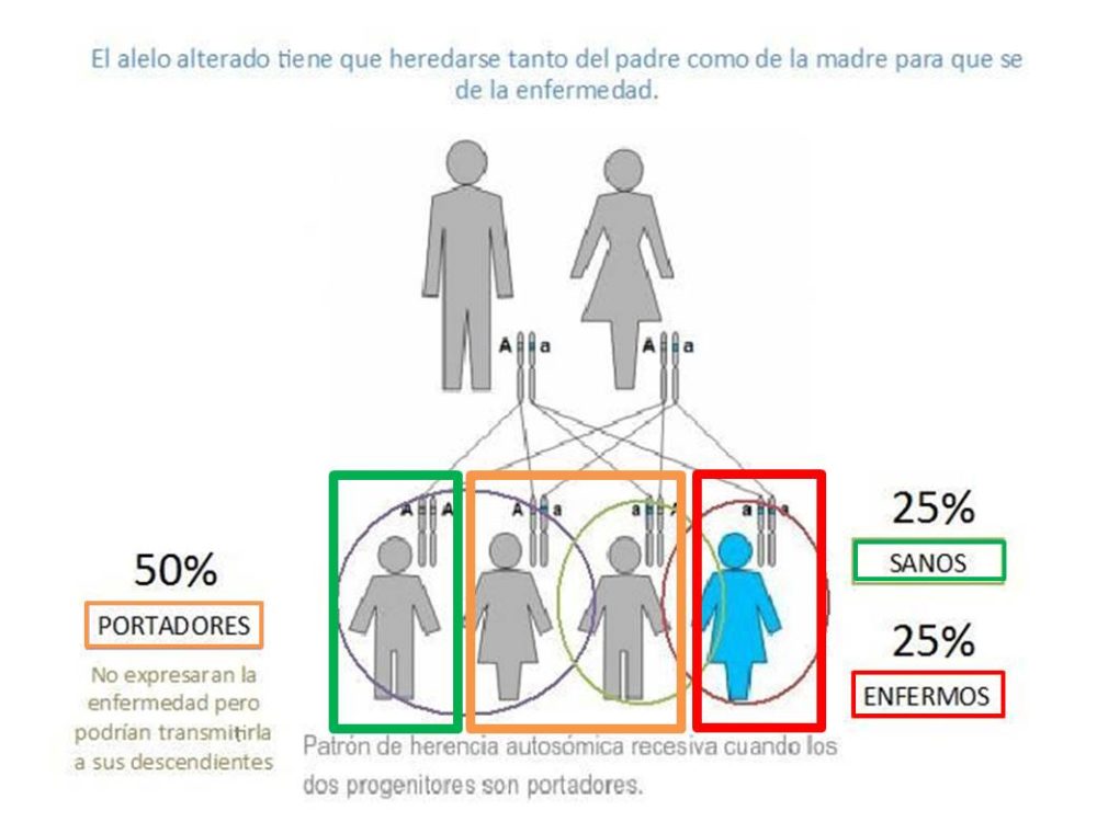 Herencia Recesiva Genotipia