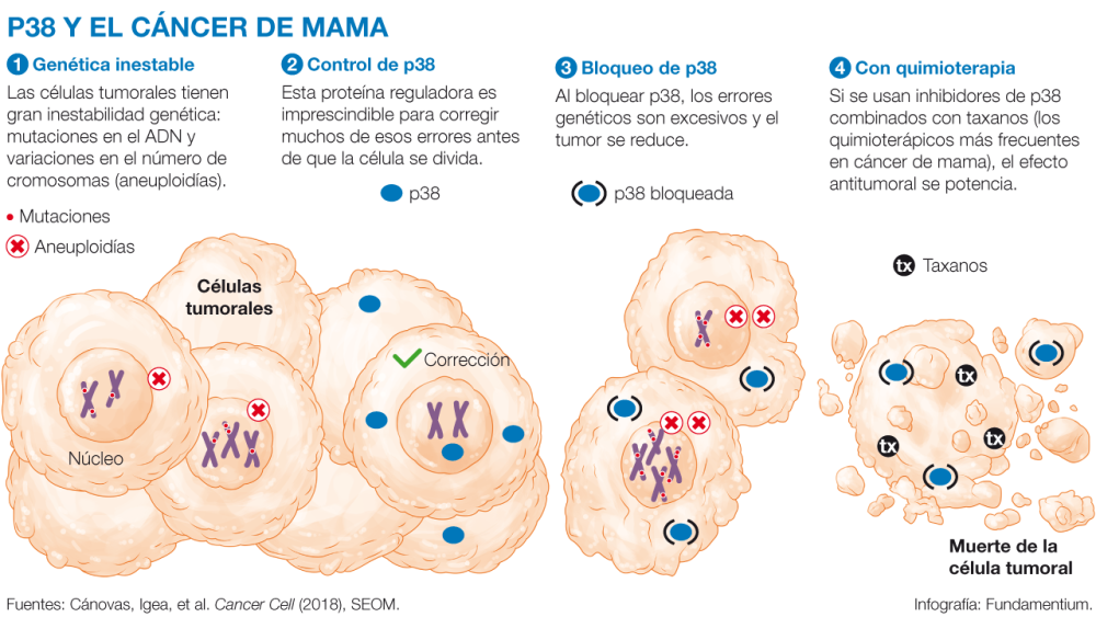 Fisiopatologia Del Cancer De Mama