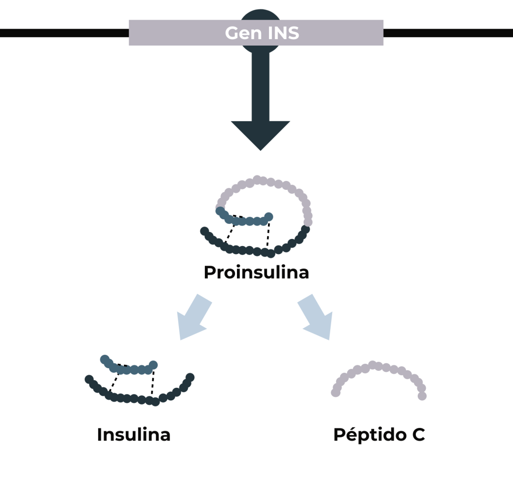 Gen Tica Y Diabetes Genotipia