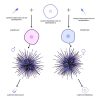 Sexo Biol Gico Sistemas Y Mecanismos De Determinaci N Del Sexo Genotipia