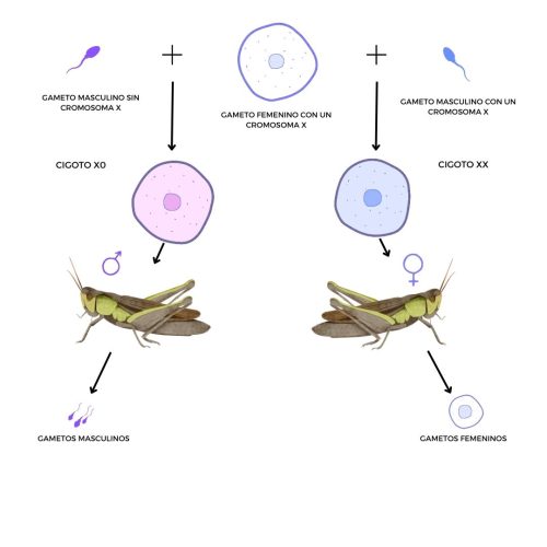 Sexo Biol Gico Sistemas Y Mecanismos De Determinaci N Del Sexo Genotipia