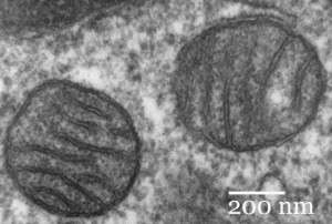 Mitocondrias. By Louisa Howard [Public domain], via Wikimedia Commons