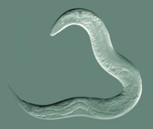 C.elegans. Imagen: By Bob Goldstein, UNC Chapel Hill http://bio.unc.edu/people/faculty/goldstein/ (Own work) [CC-BY-SA-3.0 (http://creativecommons.org/licenses/by-sa/3.0)], via Wikimedia Commons