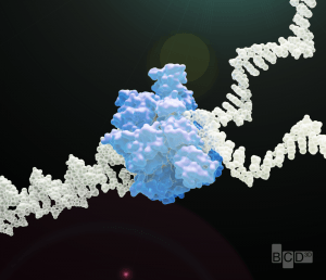 Helicasa, proteína encargada de separar las hebras de ADN durante la replicación. Imagen cortesía de BCD3D (bcd3d.com)
