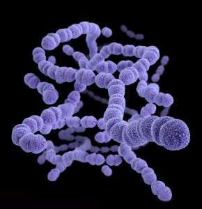 Stretococcus pneumoniae. Imagen: Center for Disease Control and Prevention, Melissa Brower (Public Health Image Library)