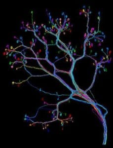 Árbol que muestra los axones neruonales hasta su terminación en la unión con el músculo. Imagen: Ju Lu/Harvard University