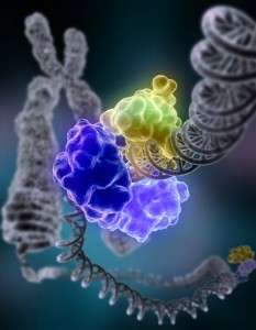Mecanismos de reparación del ADN, frecuentemente alterados en las células tumorales. Imagen: Tom Ellenberger, Washington University School of Medicine