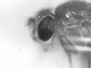 Drosophila melanogaster. Imagen: Valentia Biopharma