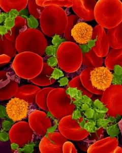 Sangre humana con eritrocitos, glóbulos blancos y plaquetas. Imagen: Dennis Kunkel. Microscopy, Inc. (NIH Image and Video Gallery)