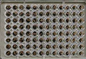 Placas de 96 pocillos en las que se realiza el rastreo de fármacos con Drosophila melanogaster. Imagen: Valentia Biopharma
