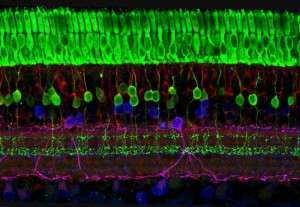 Capas de células nerviosas en la retina. Imagen: Wei Li, National Eye Institute, National Institutes of Health, EEUU