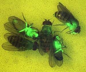 Bioluminiscencia en Drosophila melanogaster,  como sensor de procesado alternativo. Imagen: Valentia Biopharma.
