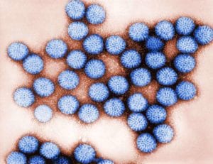 Rotavirus. Imagen: Bryon Skinner. Center for Disease Control and Prevention. National Institute of Health. 