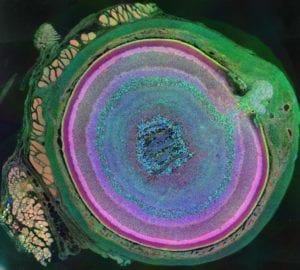 Complejidad de la estructura del ojo en mamíferos. Cada color representa un tipo celular diferente. Imagen: Bryan William Jones and Robert E. Marc, University of Utah
