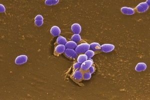 Enterococcus faecalis, una de las múltiples especies bacterianas que habita en el intestino humano. Imagen: Pete Wardell. Center for Disease Control and Prevention, National Institute of Health, EEUU.