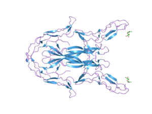 Estructura molecular de la neurotrofina 3. Imagen: http://www.ebi.ac.uk/
