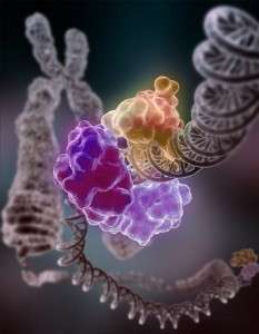 Reparación del ADN. Tom Ellenberger, Washington University School of Medicine