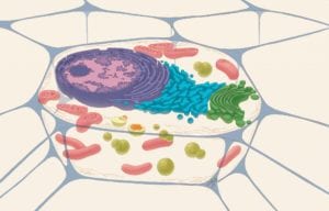 Representación de una célula animal típica, en la que se observan, entre otros orgánulos múltiples mitocondrias. Imagen: Judith Stoffer, National (Institute of General Medical Sciences, NIGMS).