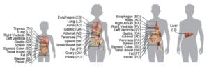Representación de los tipos de tejidos y órganos analizados en el estudio. Imagen cortesía del Instituto Salk de Estudios Biológicos.