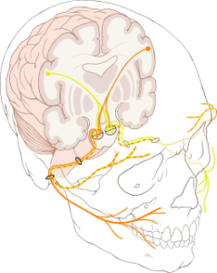 Representación del nervio craneal VII, uno de los afectados en los pacientes con síndrome de Moebius. Imagen: Patrick J. Lynch, medical illustrator (Patrick J. Lynch, medical illustrator) [CC BY 2.5 (http://creativecommons.org/licenses/by/2.5)].