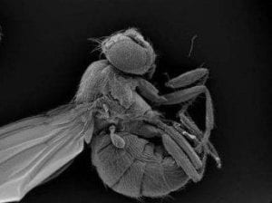 Drosophila, mosca de la fruta, ejemplar adulto. Imagen: IRB Barcelona. 