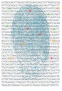La secuencia del ADN es como una huella dactilar, específica de cada persona, con información relevante para su desarrollo y para su salud. Imagen: A.Tolosa (MedigenePress SL)