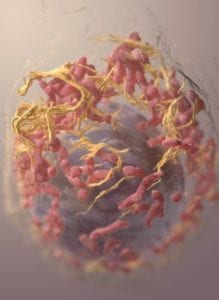 Reconstrucción en 3D de una célula de melanoma. Imagen: Sriram Subramaniam, National Cancer Institute.