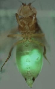 Tumor epitelial (en verde) implantado en una mosca huésped (Lab M. Milán, IRB Barcelona. Autor: Mariana Muzzopappa). 