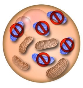 Los investigadores del Instituto Salk han desarrollado una potencial herramienta terapéutica para prevenir la transmisión de enfermedades mitocondriales por medio de la eliminación selectiva de mutaciones mitocondriales en el óvulo o embrión temprano. Imagen cortesía del Instituto Salk de Estudios Biológicos, California, EE.UU.