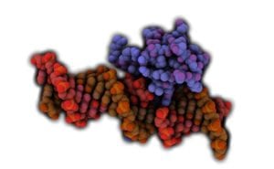 MECP2 interaccionando con el ADN. Imagen: Protein Data Base- 3C2I, visualizada con QuteMol (http://qutemol.sourceforge.net).