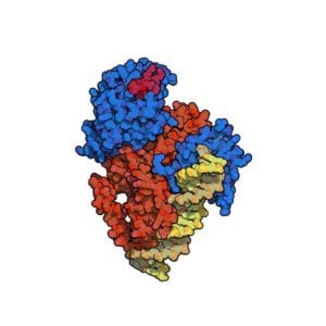 fármaco antidiabético.Imagen: Protein Data Base- 3DZU, visualizada con QuteMol (http://qutemol.sourceforge.net).