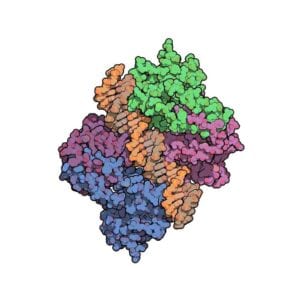 proteína supresora de tumores. Imagen: Protein Data Base- 3TS8, visualizada con QuteMol (http://qutemol.sourceforge.net).