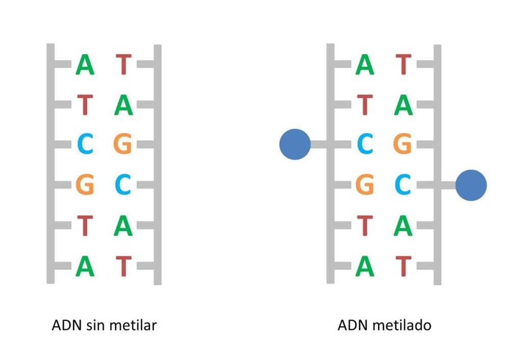Comment Avoir Adn Avec Le Pass Culture ADN-metilado.jpg
