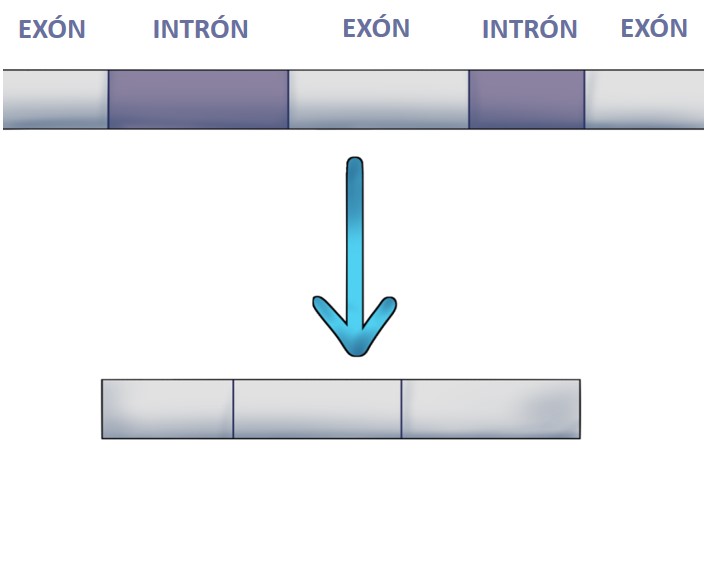 Genética - Imagen de exones e intrones y exoma