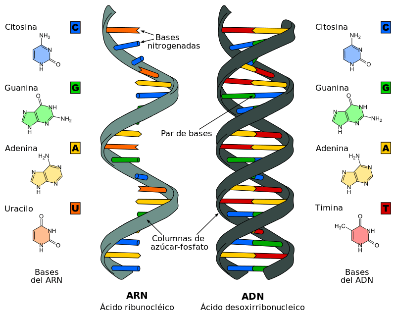 10 Conceptos básicos para introducirte en el mundo de la Genética -  Genotipia