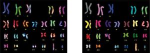 9.El material genético se encuentra empaquetado en unidades discretas, denominadas cromosomas. Las células humanas tienen 23 pares de cromosomas.