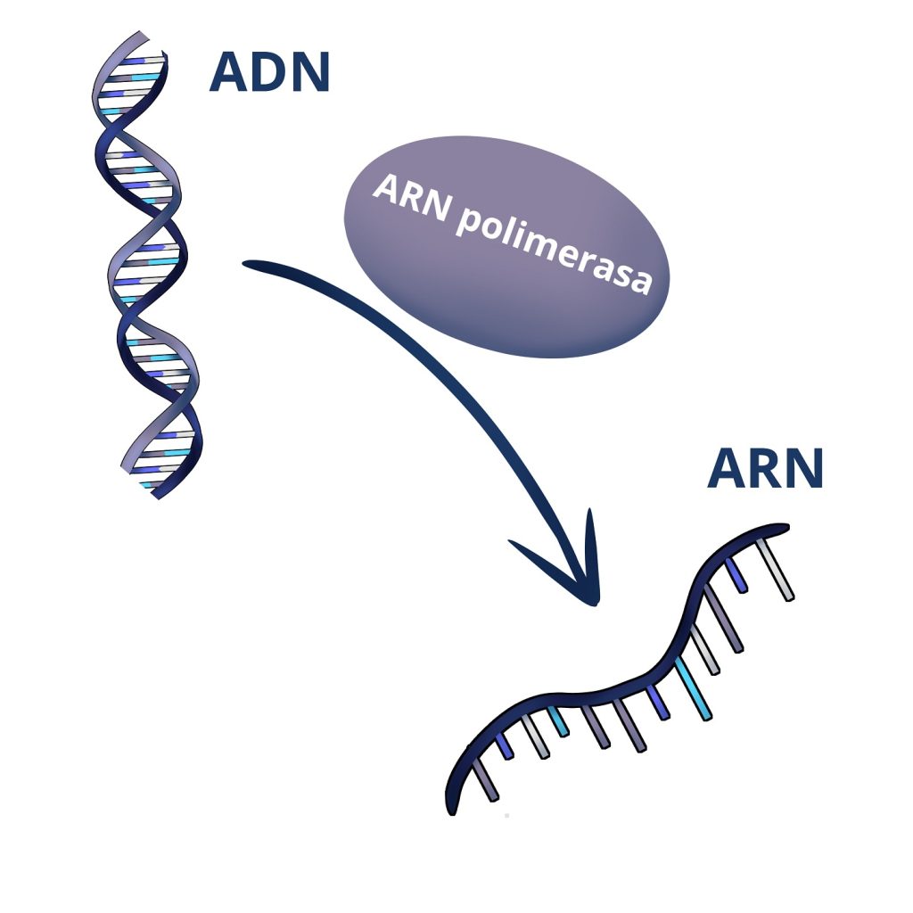 Comparativa entre la estructura del ADN y el ARN que se transcribe a partir del ADN.