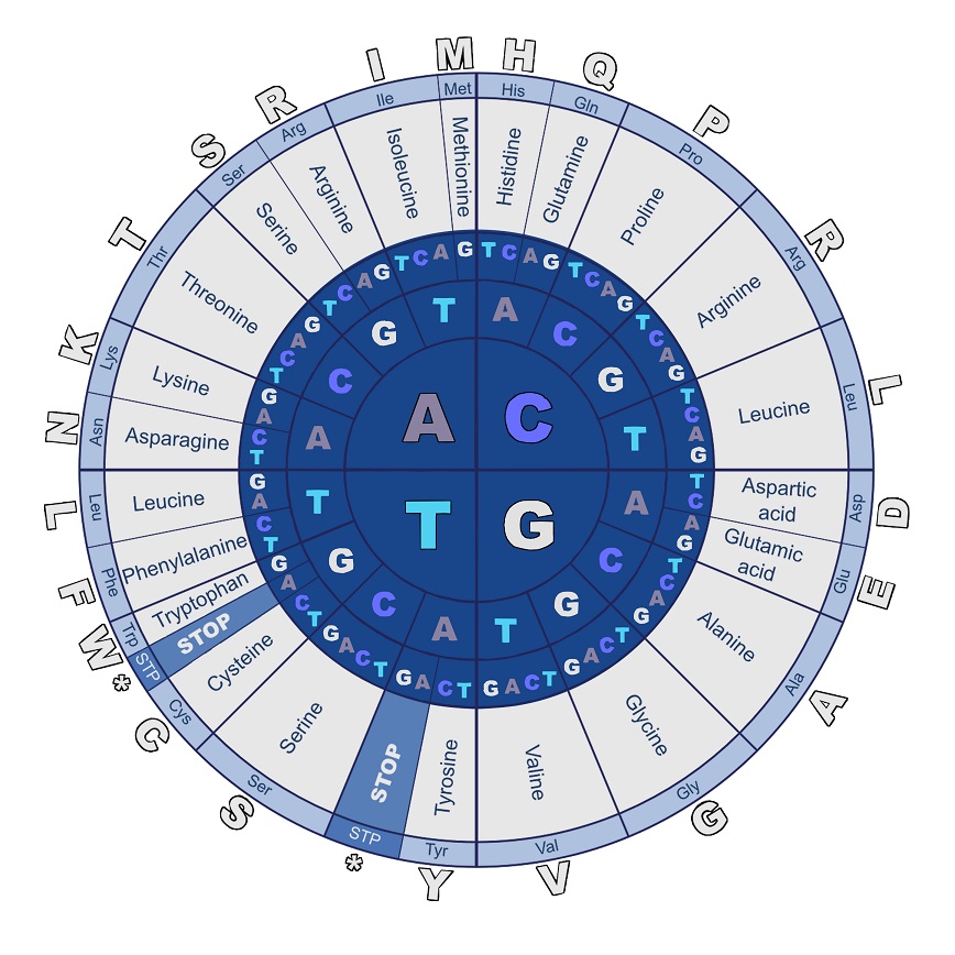 Conceptos básicos genética - El código genético es el conjunto de reglas utilizadas para traducir la secuencia de nucleótidos del ARNm a una secuencia de proteína empleado durante el proceso de traducción.