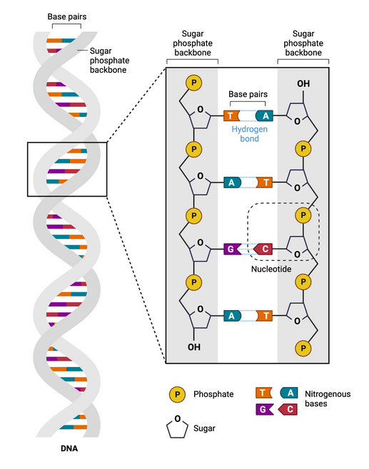 Estructura Adn Biorender Genotipia