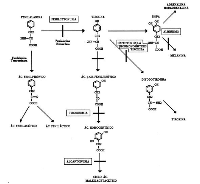 Metabolismo 1png Genotipia 6740