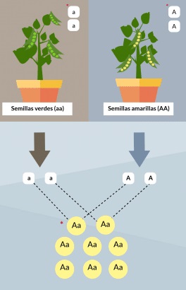 Cruce entre variedades puras, donde cada individuo solo puede transmitir uno de los dos tipos de gametos posibles.