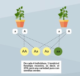 Leyes de Mendel