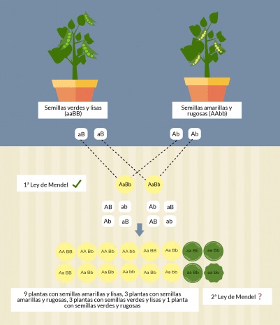 Leyes de Mendel - Segunda ley de mendel