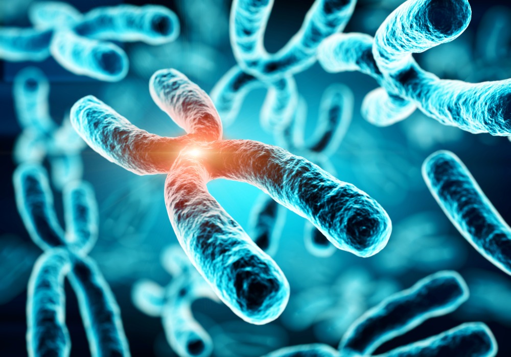 La inactivación del cromosoma X está relacionada con enfermedades autoinmunes. 