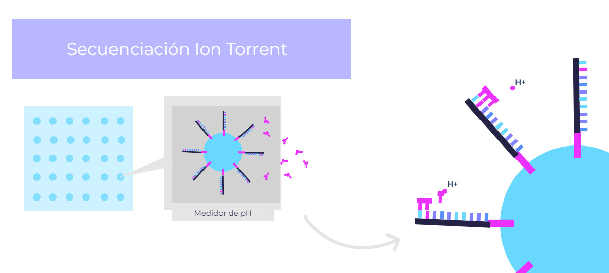 ion torrent sequencing
