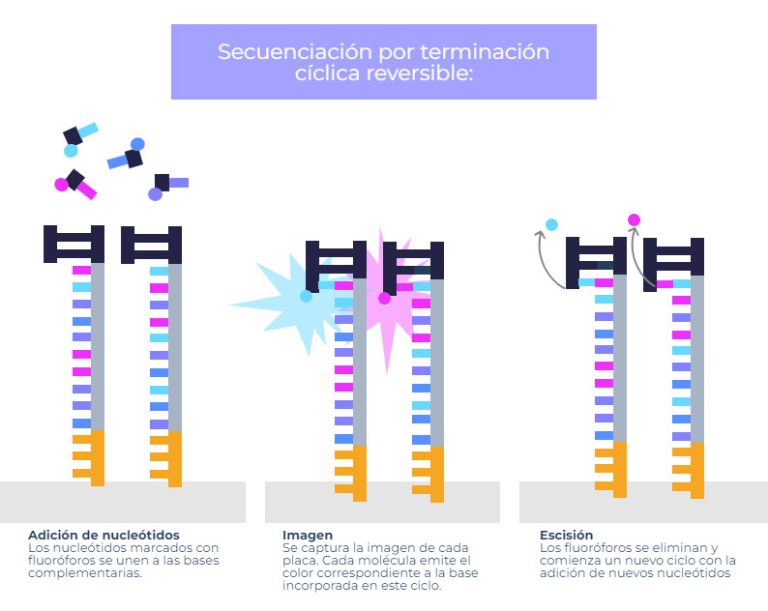 NGS: Secuenciación De Nueva Generación - Genotipia