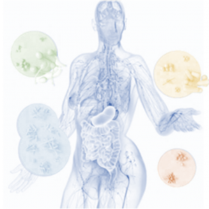 microbiota humana