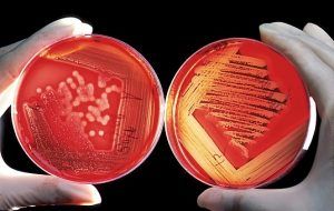 microbiota humana