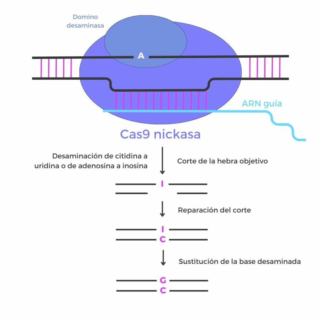 editores de bases crispr