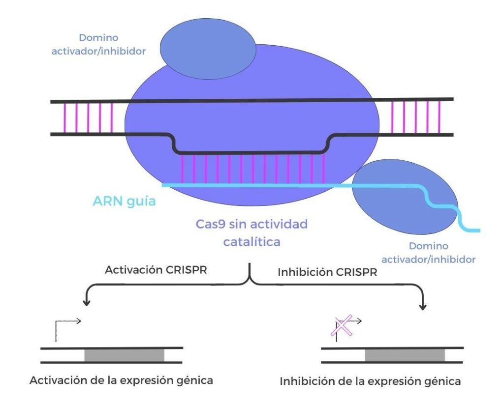edicion epigenoma crispr